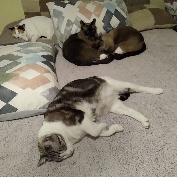 Meet your Posher, Darlene - Picture 5 of 16